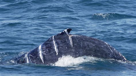 Four Week Old Humpback Whale Injured By Boat Propeller Gold Coast