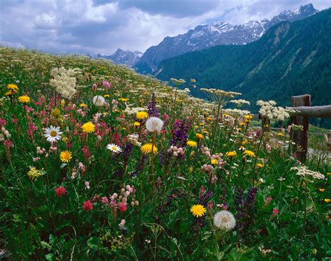 Alpine Flowers Colour Swiss Meadows Swi Swissinfoch