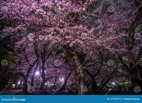 Cherry Blossoms Of Inokashira Park Stock Image Image Of Bloom