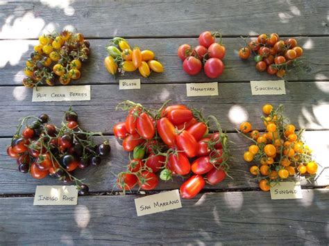 Tomato Varieties For Southern California 2019 Greg Alders Yard