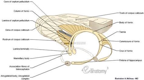 Corpus Callosum Gross Anatomy Fornix Septum Pellucidum Enmedical512