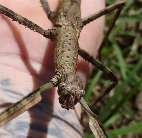 Strong Stick Insect