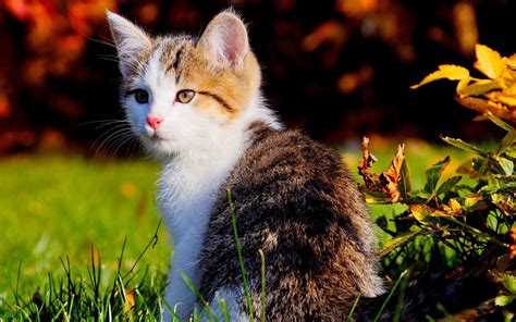 Download Cute Kitten Animal Cat Cute Cat Hd Wallpaper
