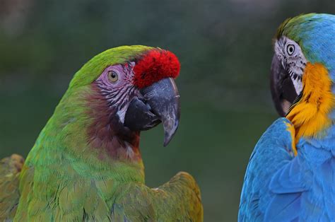 Macaw Parrot Bird Tropical 39 Wallpapers Hd Desktop And Mobile