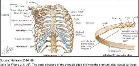 All the twelve ribs articulate posteriorly with the vertebrae of the spine. Figure 2-4 from Significance of Rib Fractures Potentially ...