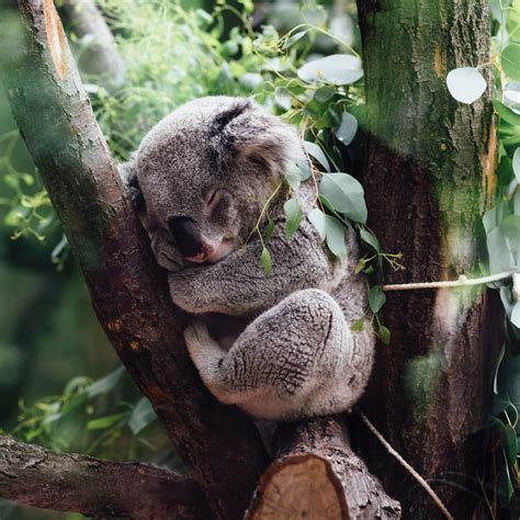24 What Animals Live In Trees Zeemanleighton