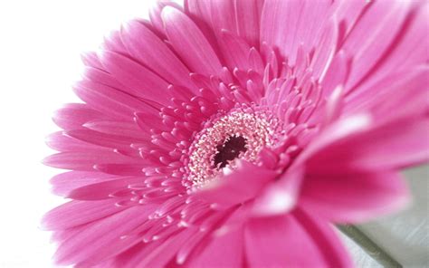 Purple color burst hd wallpaper, purple and pink smoke illustration. Pink Gerbera Flower Hd Wallpaper : Wallpapers13.com