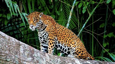 Amazon Rainforest Animals List Of Names And Photos Blog Machu Travel