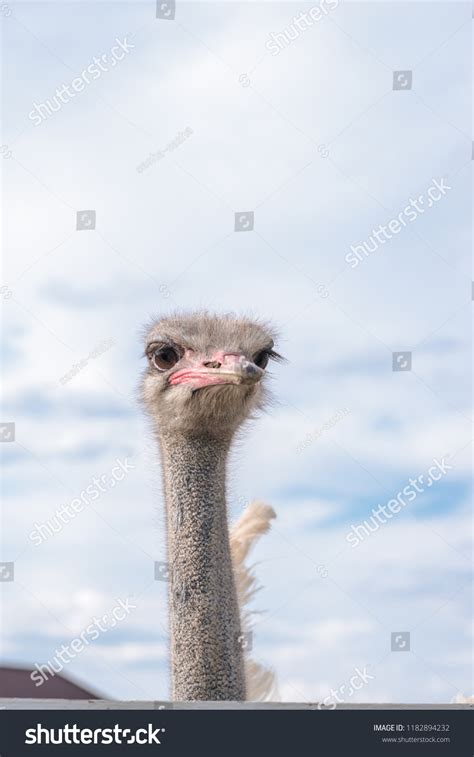 Screaming Ostrich Open Mouth Portrait Selective Stock Photo 1182894232