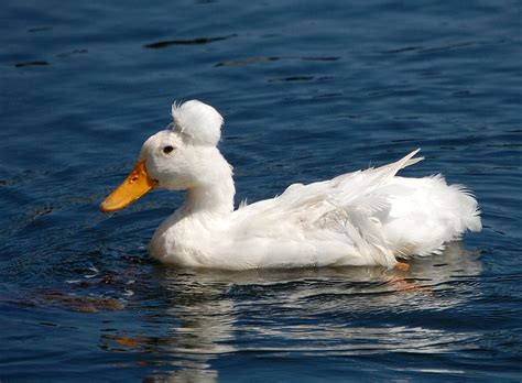 Top Domestic Duck Breeds You Should Know Pets Nurturing