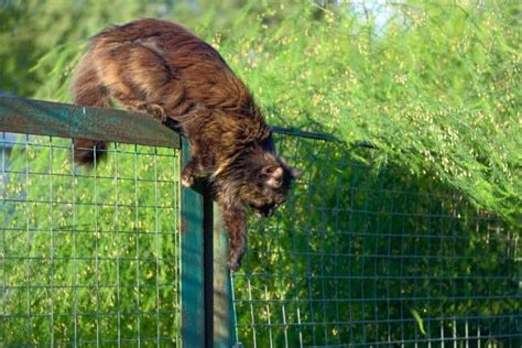 Cat Jumping Over Fence