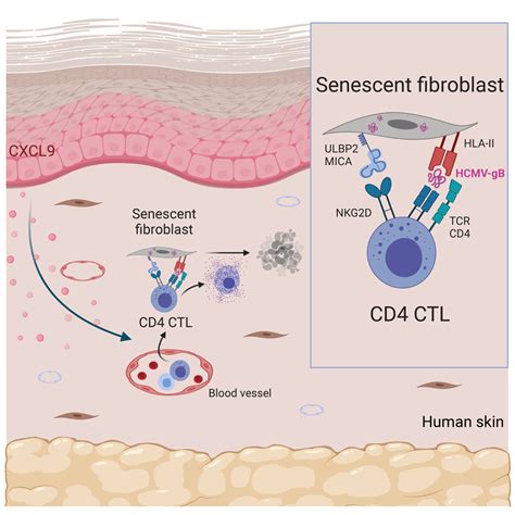 Cytotoxic Cd4 T Cells Eliminate Senescent Cells By Targeting