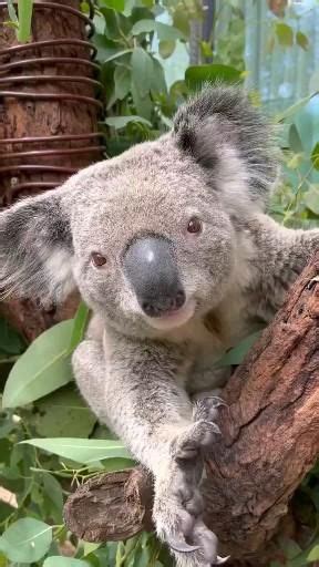 Sexy Koala Goes Viral After Striking Seductive Pose Up Australian Tree
