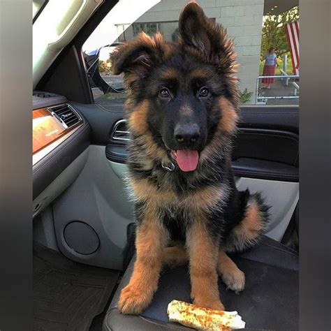 25 Of The Cutest German Shepherd Puppies Ever