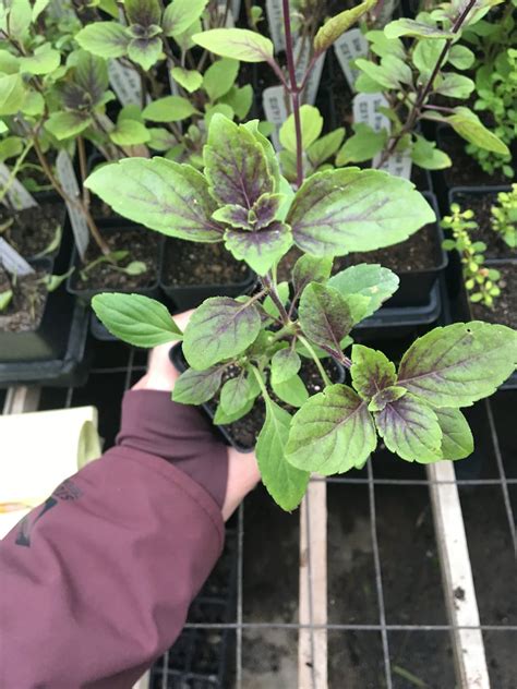 Ocimum African Blue African Blue Basil Live Plant In Etsy