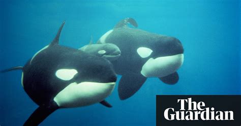 Orcas Can Imitate Human Speech Research Reveals Killer Whales Whale