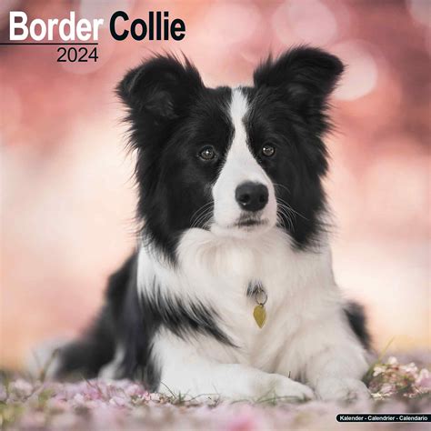 Border Collie Calendar Dog Breed Calendars Pet Prints Inc