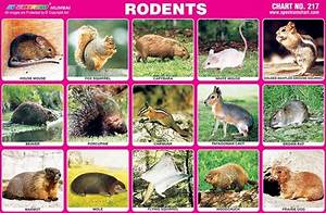 Chart No 217 Rodents