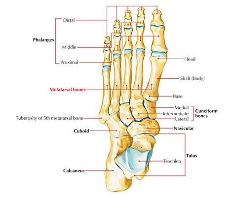 Metatarsal Bones Earths Lab