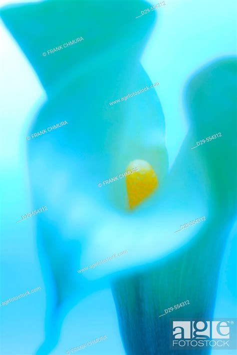 Calla Lily Stock Photo Picture And Rights Managed Image Pic D29