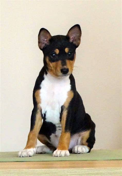 Basenji Puppy Healthy Puppy Dogs Of The World Hunting Dogs Breeders