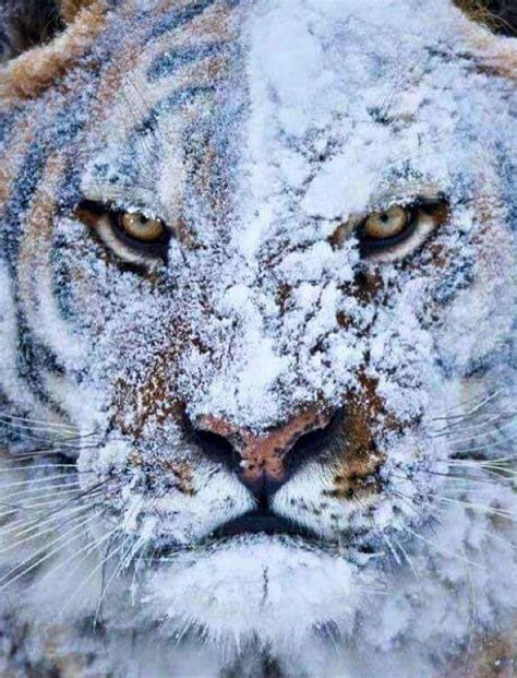 Psbattle This Angry Snow Covered Tiger Rphotoshopbattles