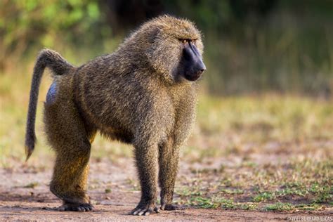 Kenya Olive Baboons Photos Pictures Images
