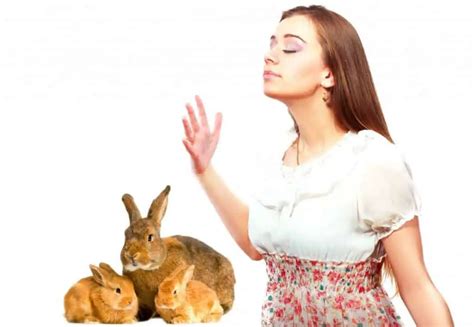Rabbit Urine Smell Tips To Prevent Rabbit Pee Odor