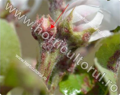 http://www.horticultorul.ro/insecte-boli-daunatori-fungicide-insecticide-ingrasaminte-pesticide/acarianul-ruginii-la-par-epitrimerus-pyri/