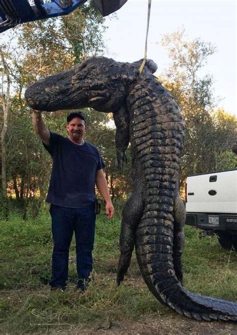 Bow Hunter Snags Giant 13 Foot Alligator Near Dayton