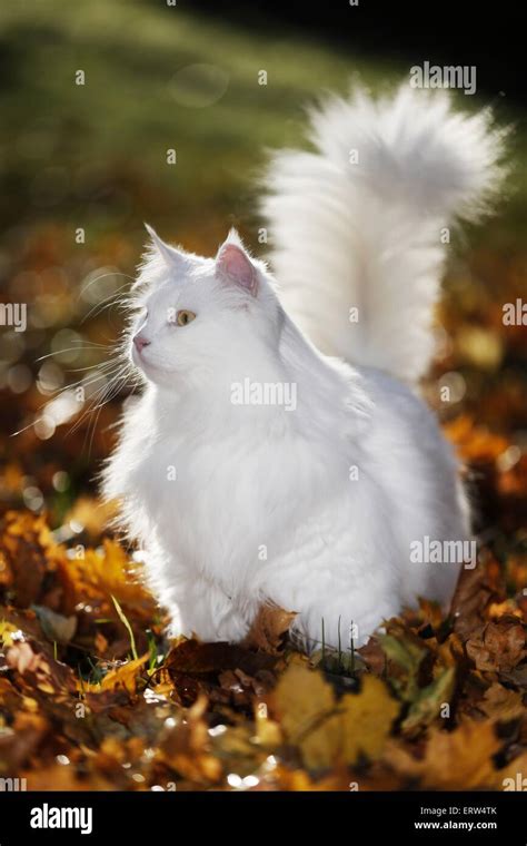 White Siberian Cat Stock Photo Alamy