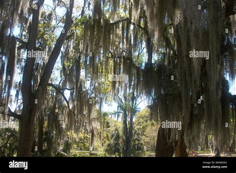 Mossy Oak Trees In City Park New Orleans Louisiana Stock Photo Alamy