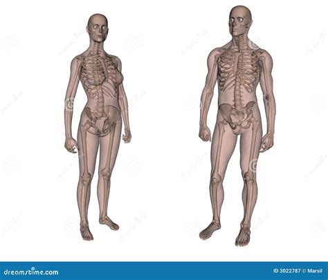 Diferencias Entre El Esqueleto Femenino Y Masculino Esqueleto Humano Images