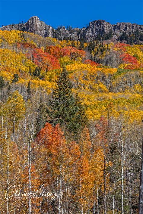 Autumn Colors 2 Kebler Pass Charles Whiting Photography