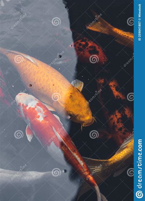Koi Fish Swimming In The Fish Pond Stock Image Image Of Asia Color