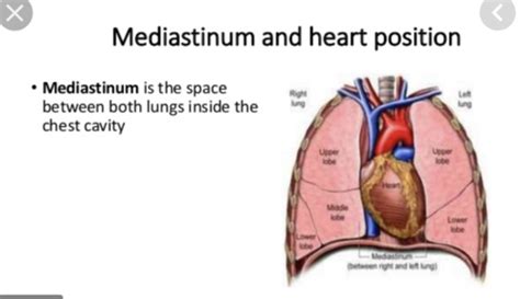 Mediastinum Anatomy Flashcards Quizlet