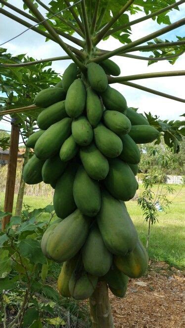 Growing Your Own Papayas From Seed Is As Easy As Dropping