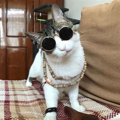 Cat With Sunglasses Pfp Temeka Jeffers