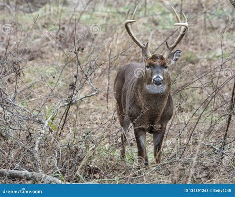 White Tailed Deer Buck Is Looking Around Stock Photo Image Of Hoofed