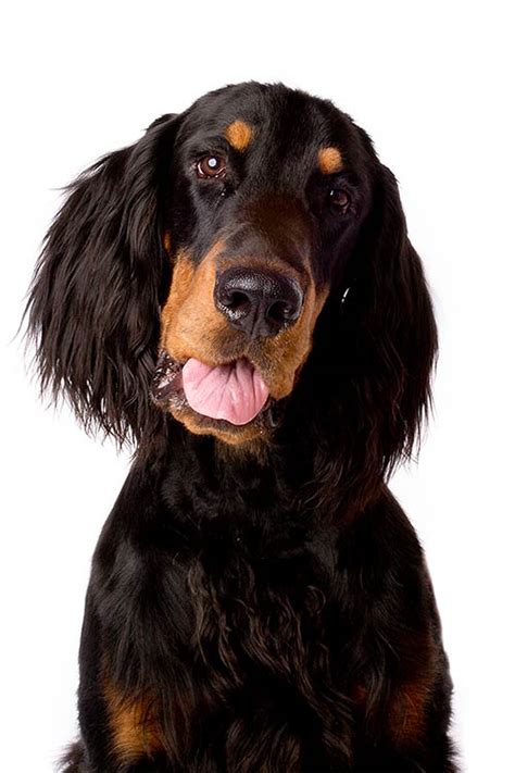 The gordon setter is a loyal, polite and cheerful breed that makes an excellent family companion. Gordon Setter Dog Breed Information