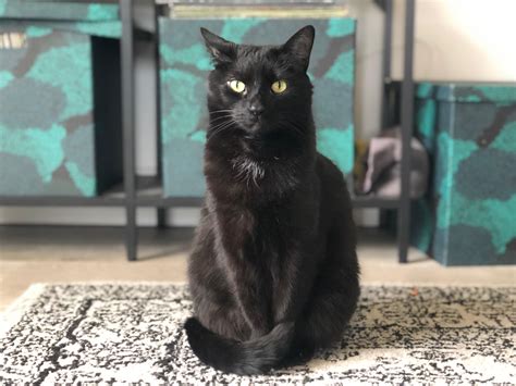 My Beautiful Old Lady Black Cat Adoption Black Cat Cats
