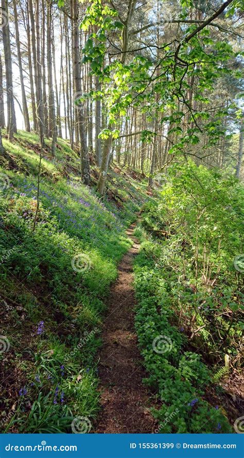 Path Along Wooded River Bank Stock Image Image Of Green Forest