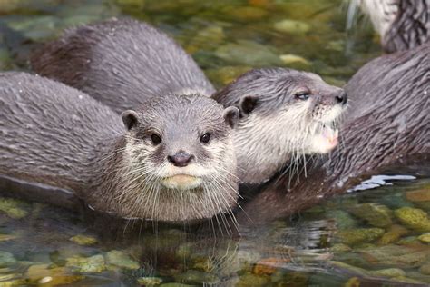 River Otters Are Built To Swim