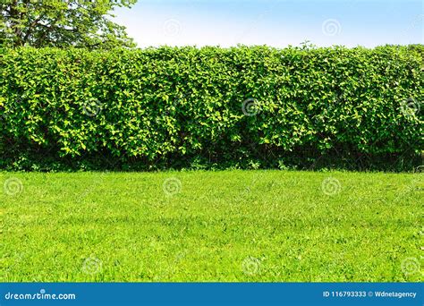 Hedge In The Garden Stock Image Image Of Nature Fence 116793333