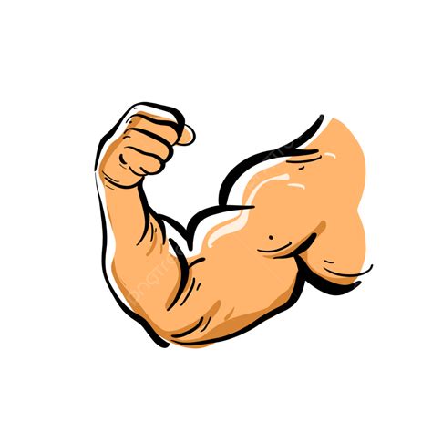 Human Muscle Clipart Transparent Background Cartoon Elements Of Human