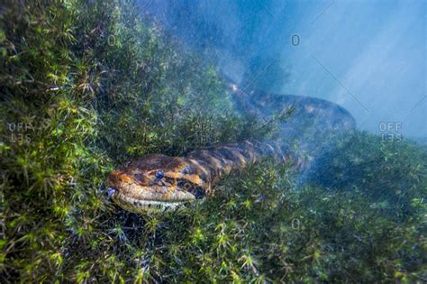 Dark Spotted Anaconda In A River Of The Bonito South America Stock