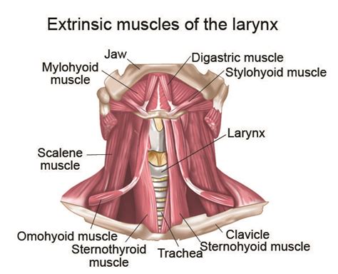 The External Muscles Of The Larvyx Are Labeled In This Diagram And