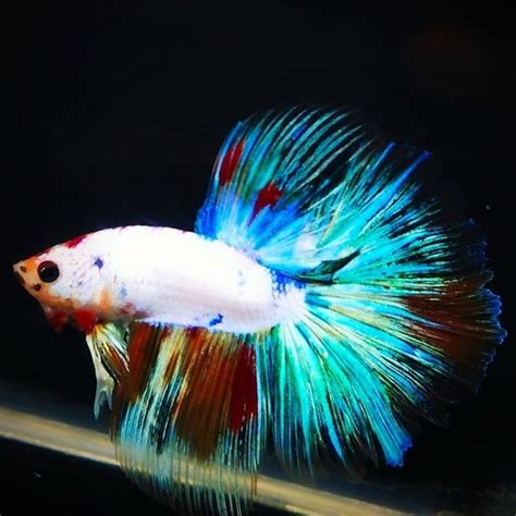 Get great deals on ebay! Fancy Halfmoon Betta For Sale - Center of betta fish for sale