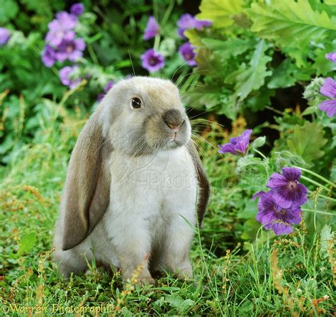 Young Sooty Fawn English Lop Rabbit Among Flowers Photo Wp32981