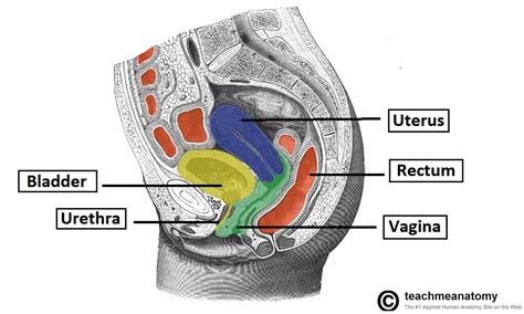 bladder and uterus location